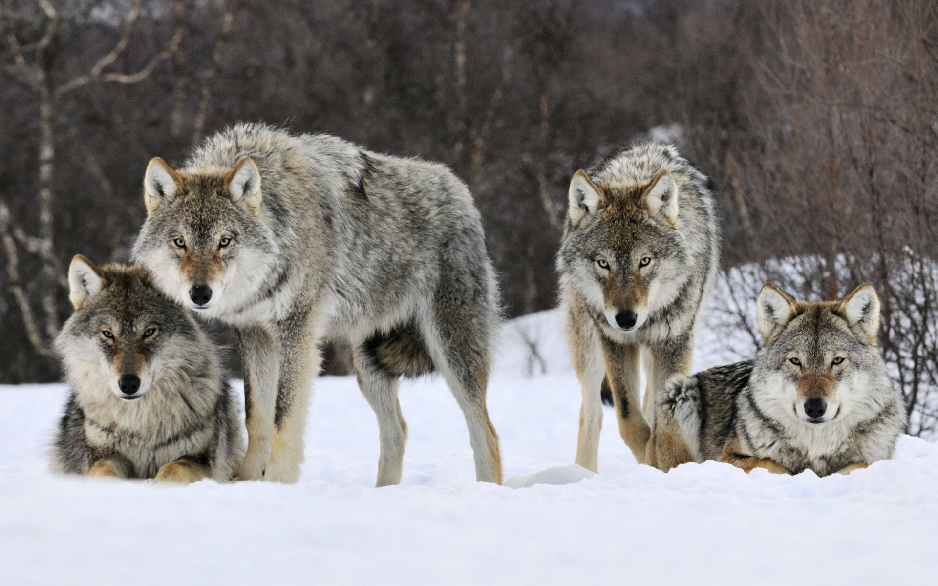 Gray Wolves Norway90006109